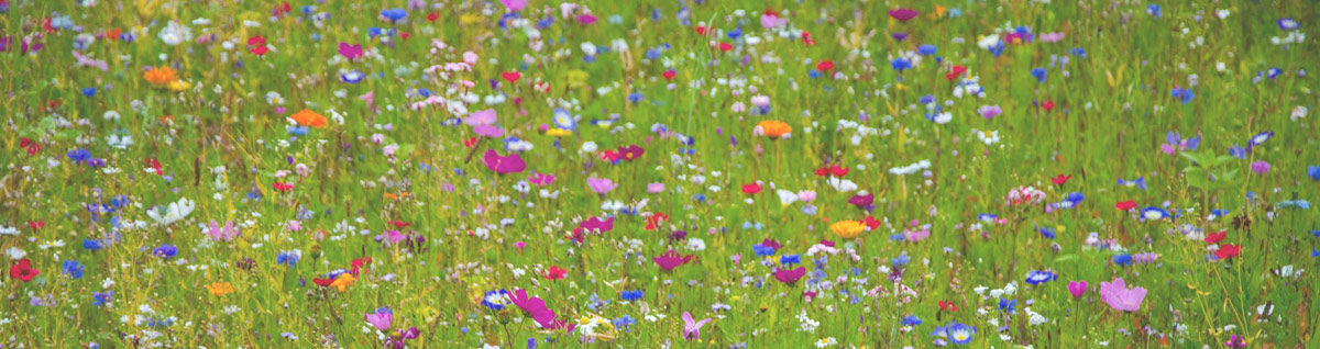 Garten-Beratung in Frankfurt am Main - Blumenwiese